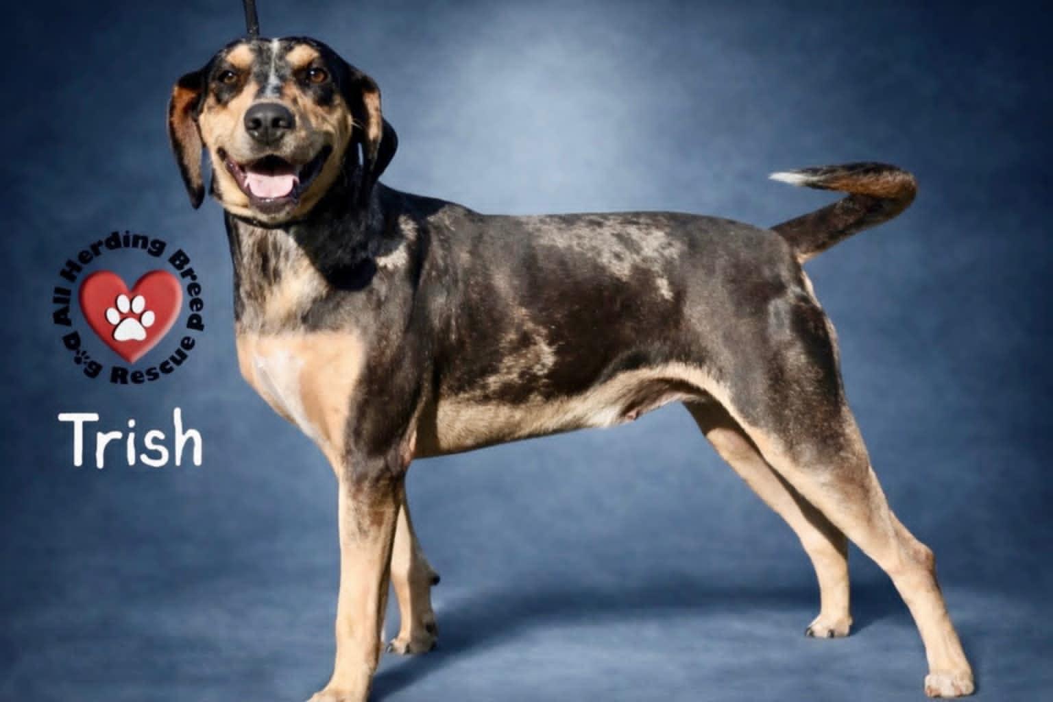 Enlarge Trish, an adoptable Catahoula Leopard Dog in Joliet, IL image 1/6