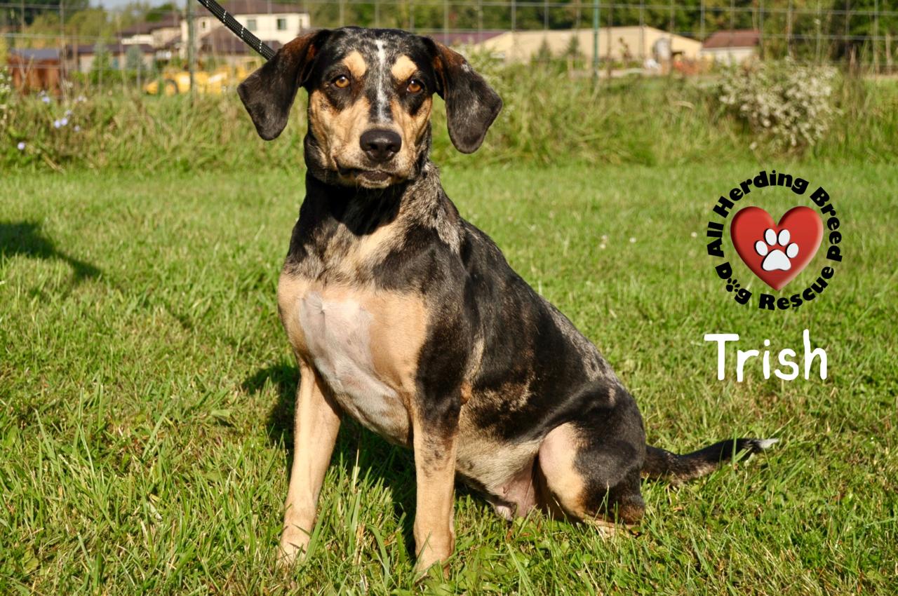 Trish, a Adoptable Catahoula Leopard Dog in Joliet, IL image 2/5