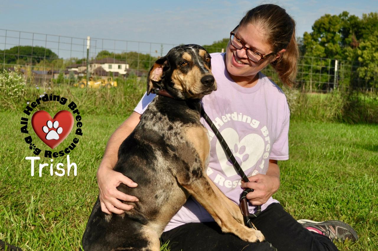 Trish, a Adoptable Catahoula Leopard Dog in Joliet, IL image 3/5
