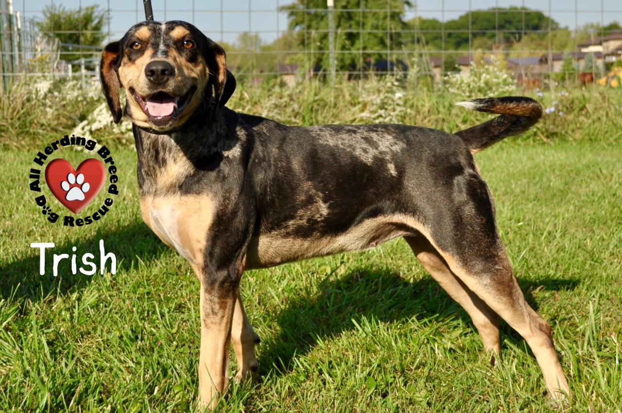 Trish, Adoptable, Young Female Catahoula Leopard Dog.