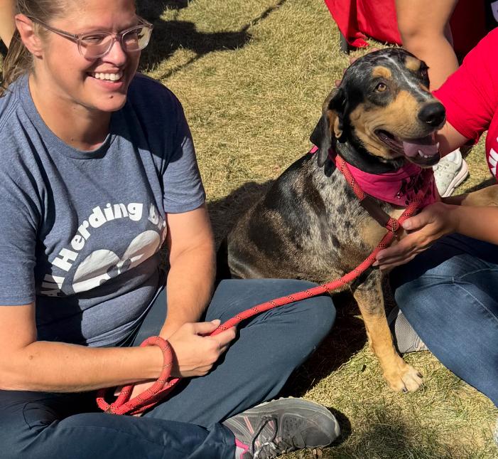 Enlarge Trish, an adoptable Catahoula Leopard Dog in Joliet, IL image 6/6