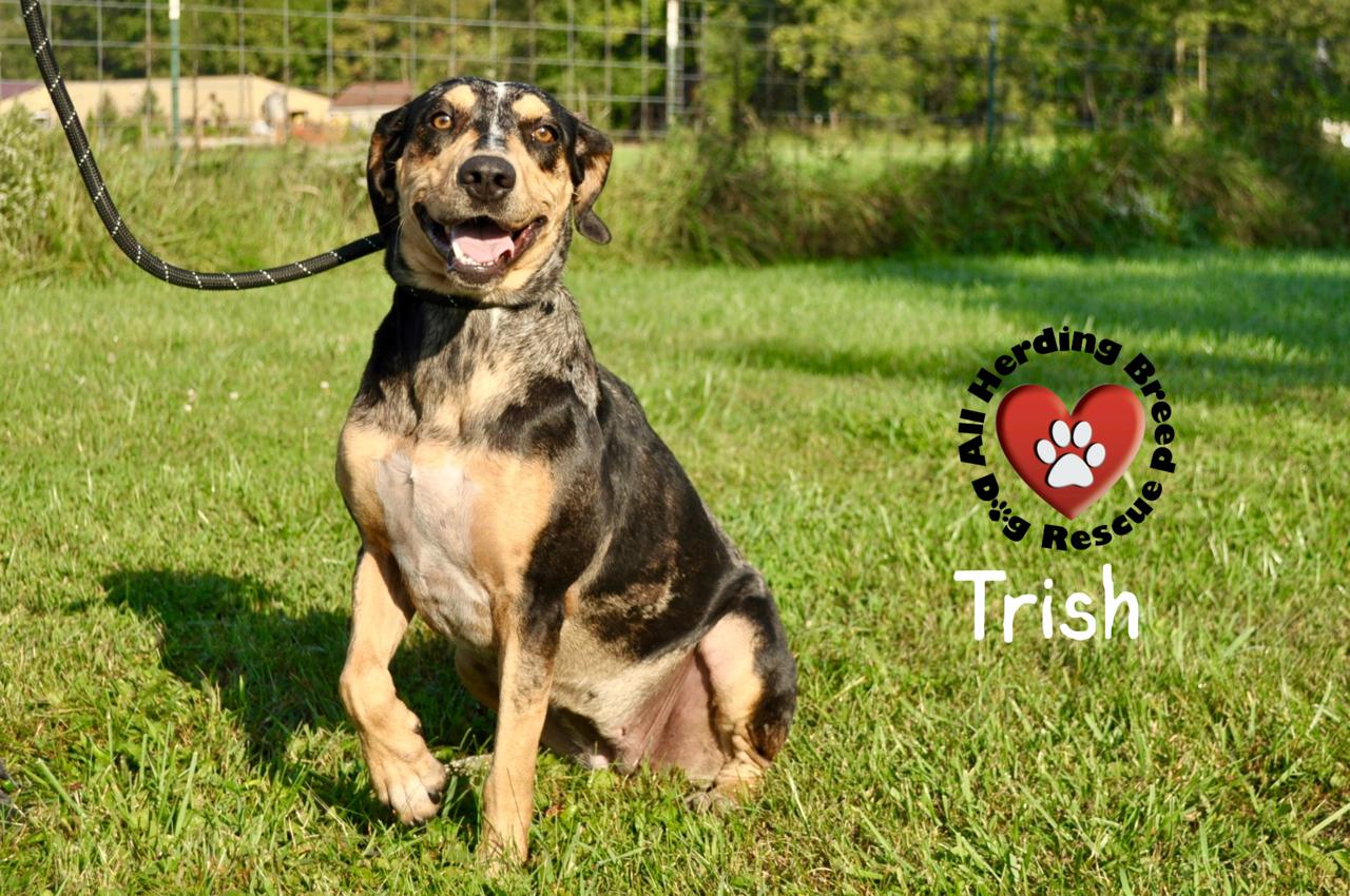 Trish, a Adoptable Catahoula Leopard Dog in Joliet, IL image 5/5