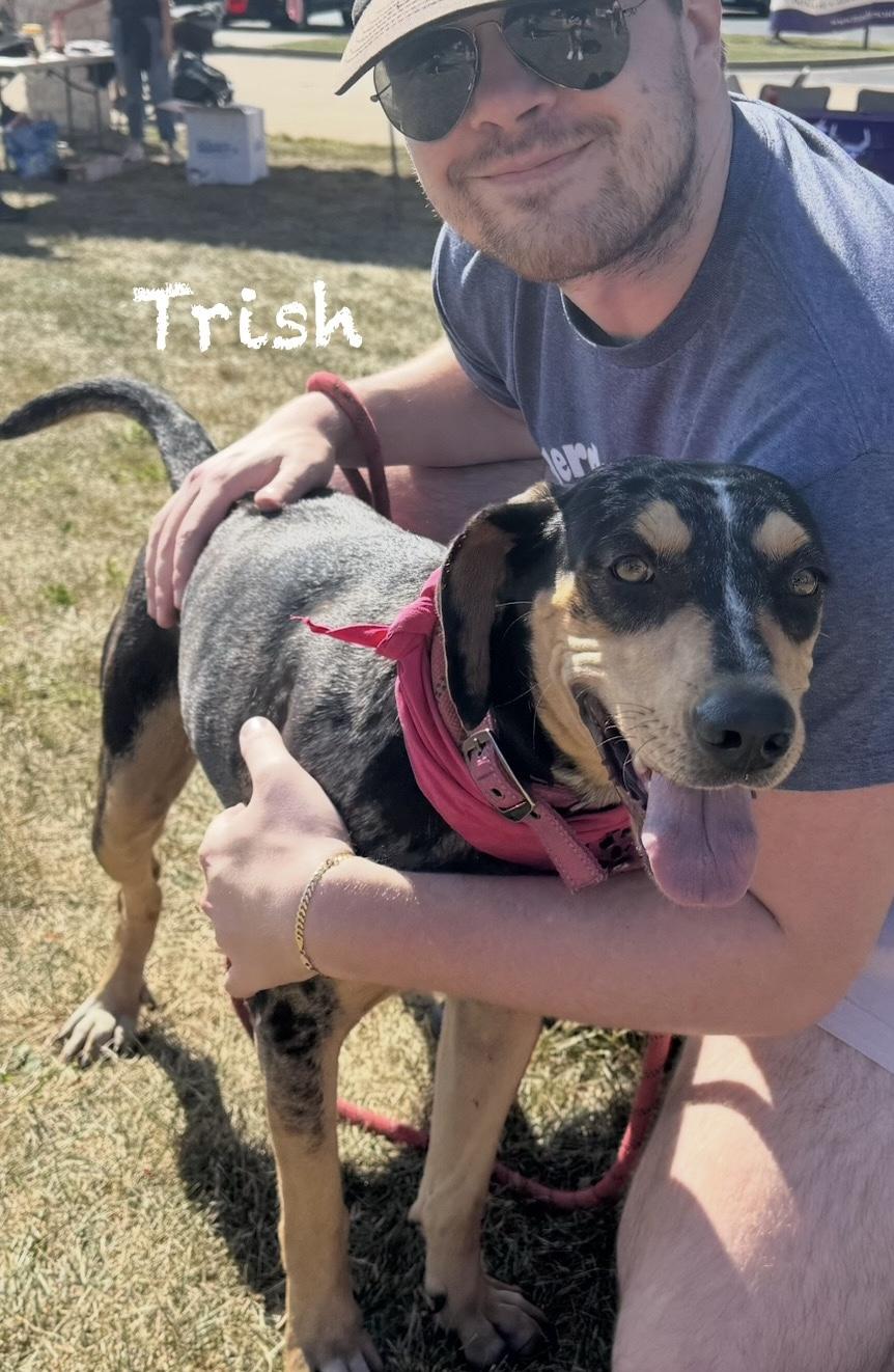 Enlarge Trish, an adoptable Catahoula Leopard Dog in Joliet, IL image 5/6
