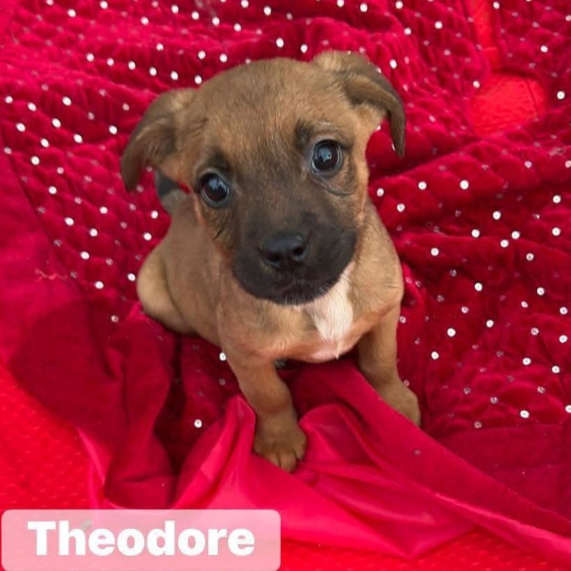 Theodore thumbnail 2