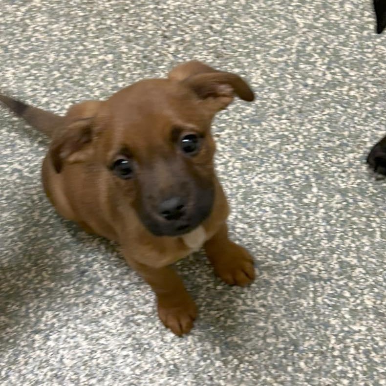 Enlarge Theodore, a Adoptable mixed breed in Fort Mill, SC image 1/5