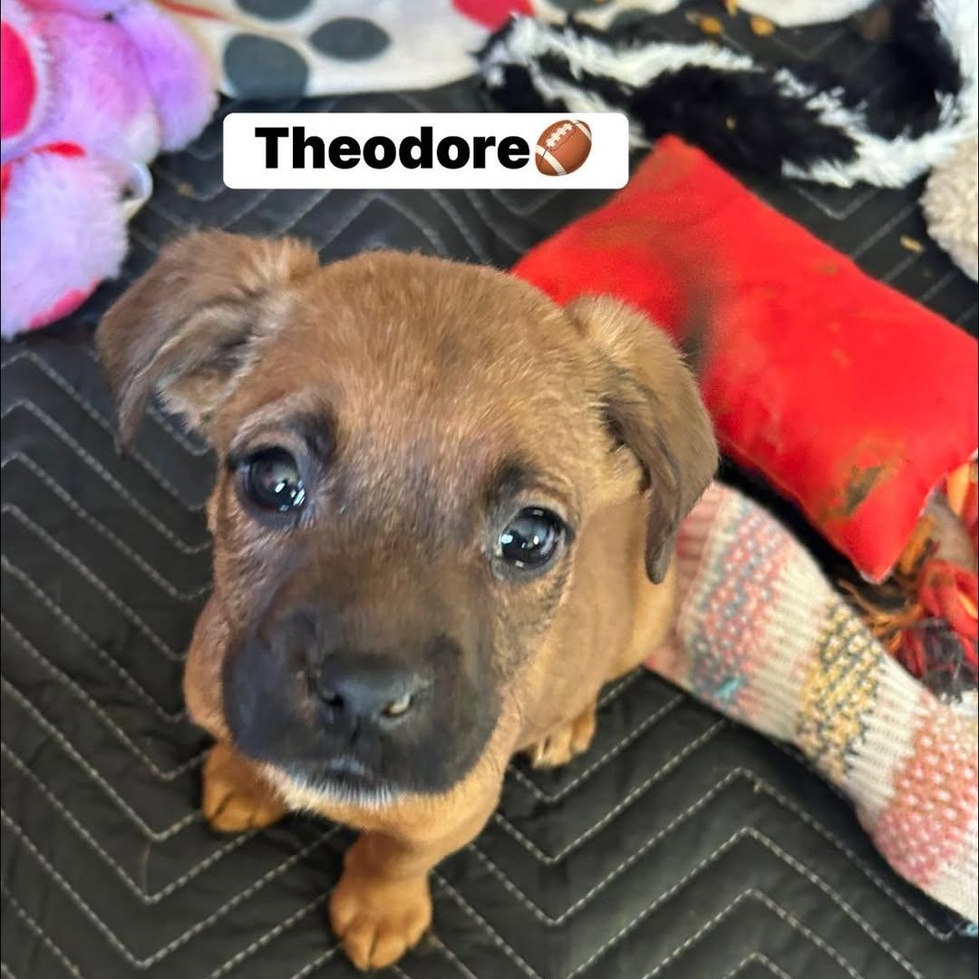 Theodore thumbnail 3