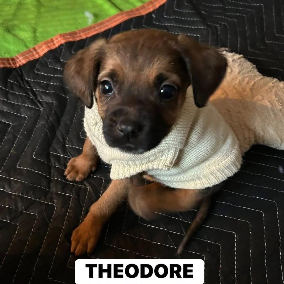 Theodore thumbnail 4