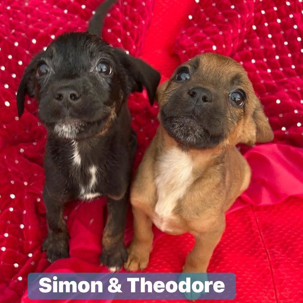 Theodore thumbnail 5