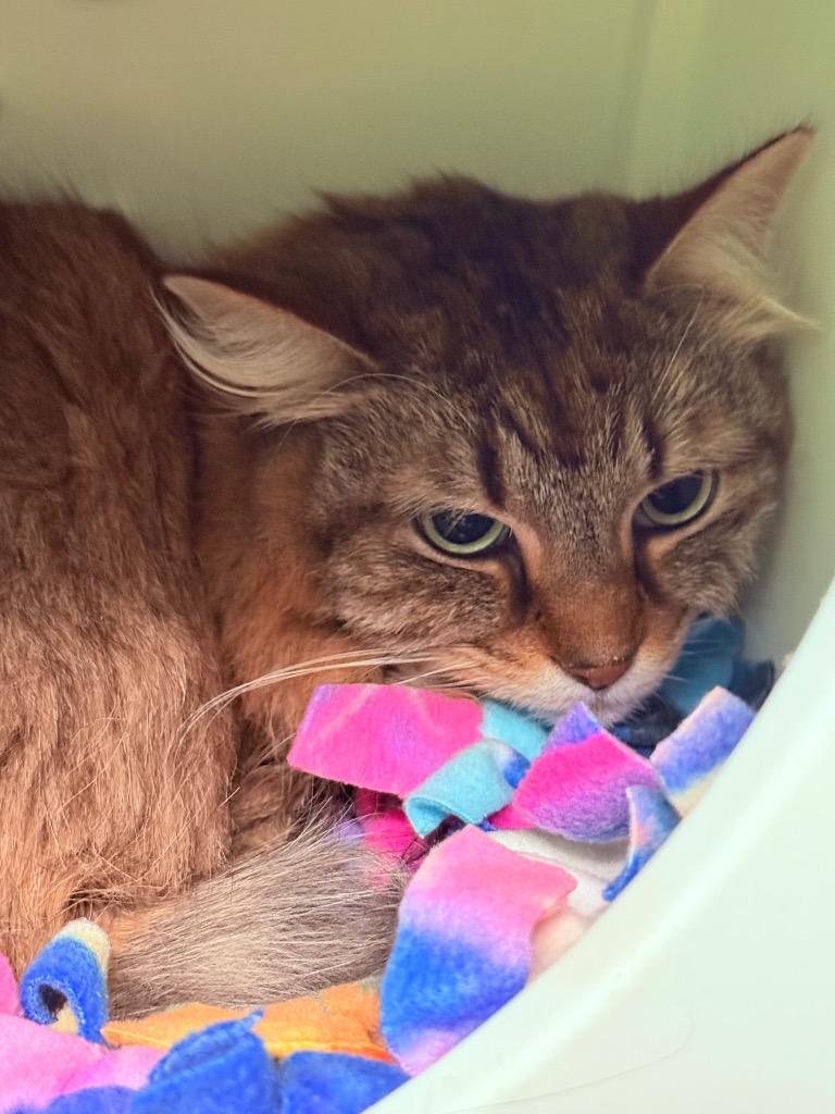 Athena, Adoptable, Adult Female Domestic Long Hair.