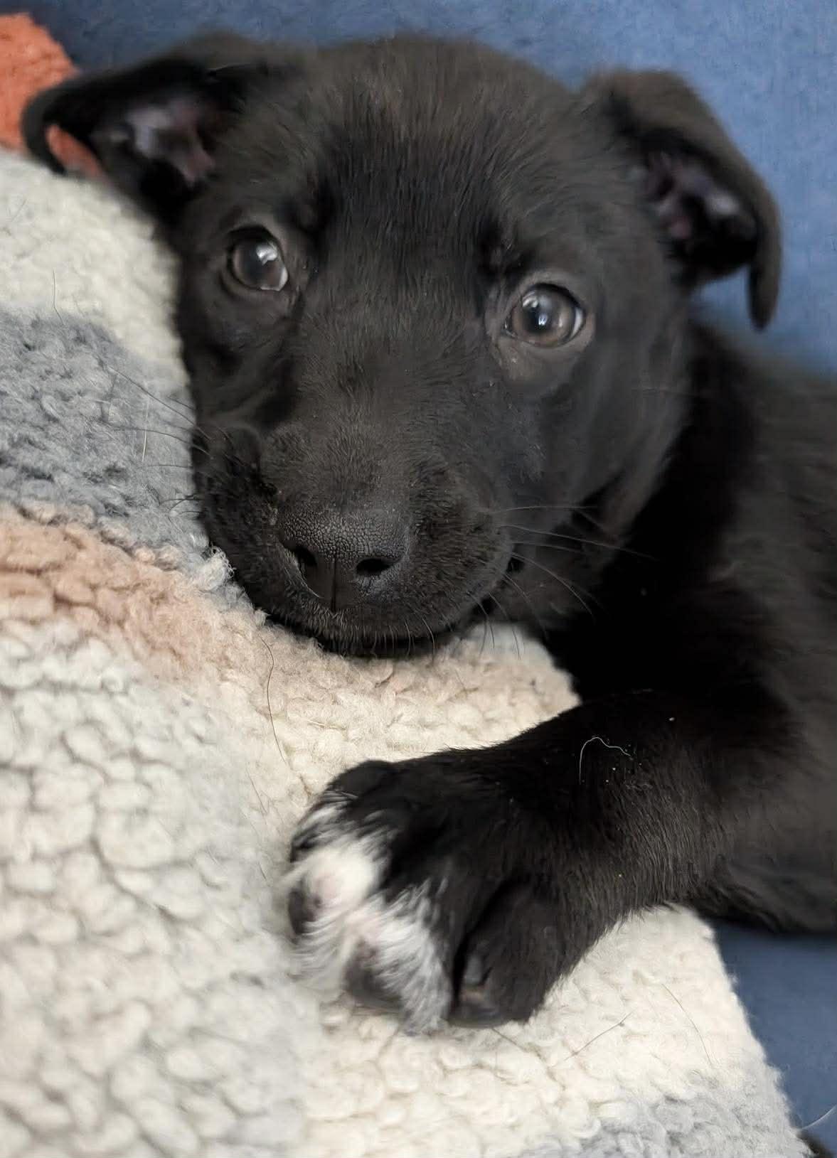 Enlarge Sleepy, a ADOPTABLE mixed breed in Brunswick, ME image 1/6