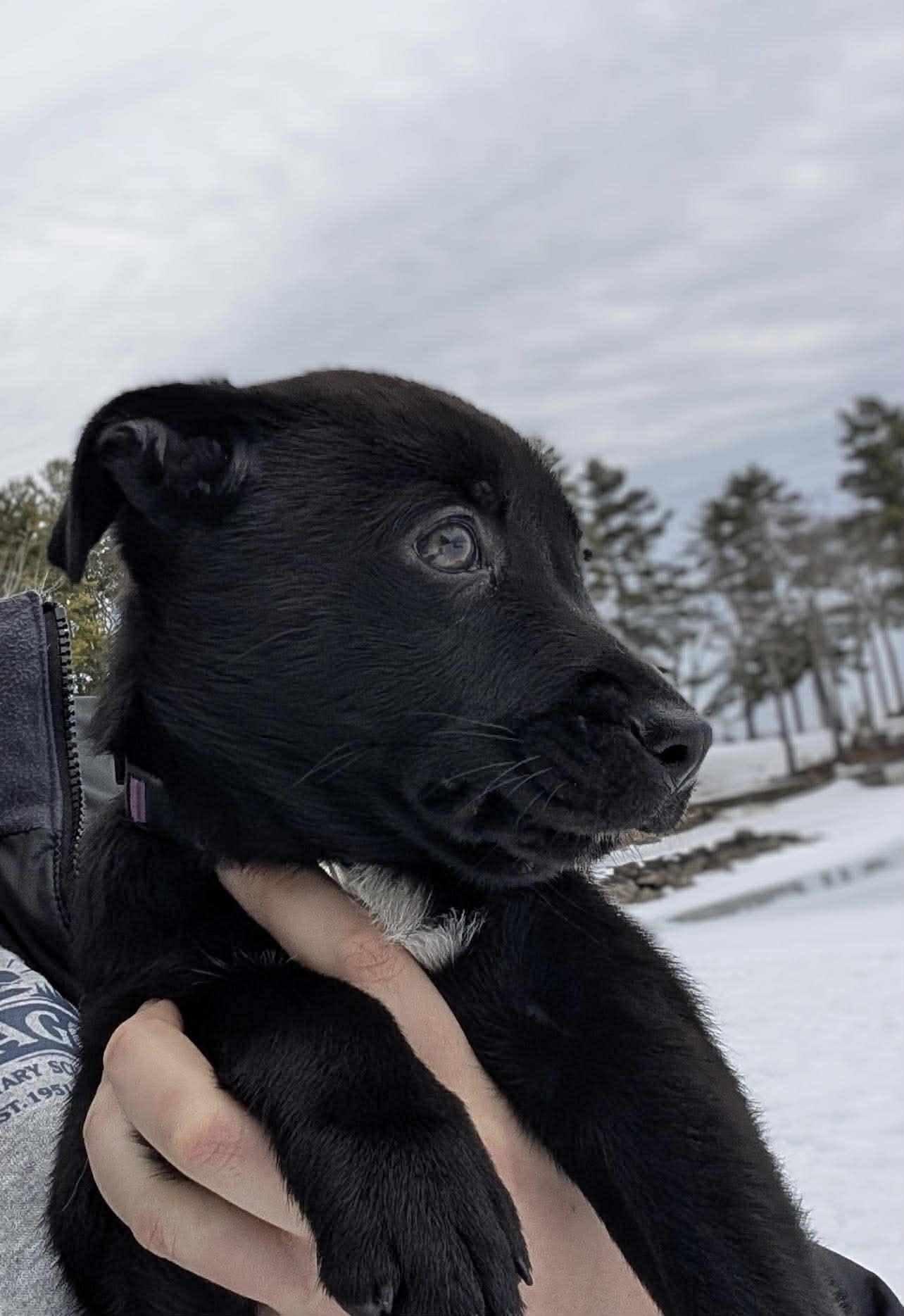 Enlarge Sleepy, a ADOPTABLE mixed breed in Brunswick, ME image 5/6
