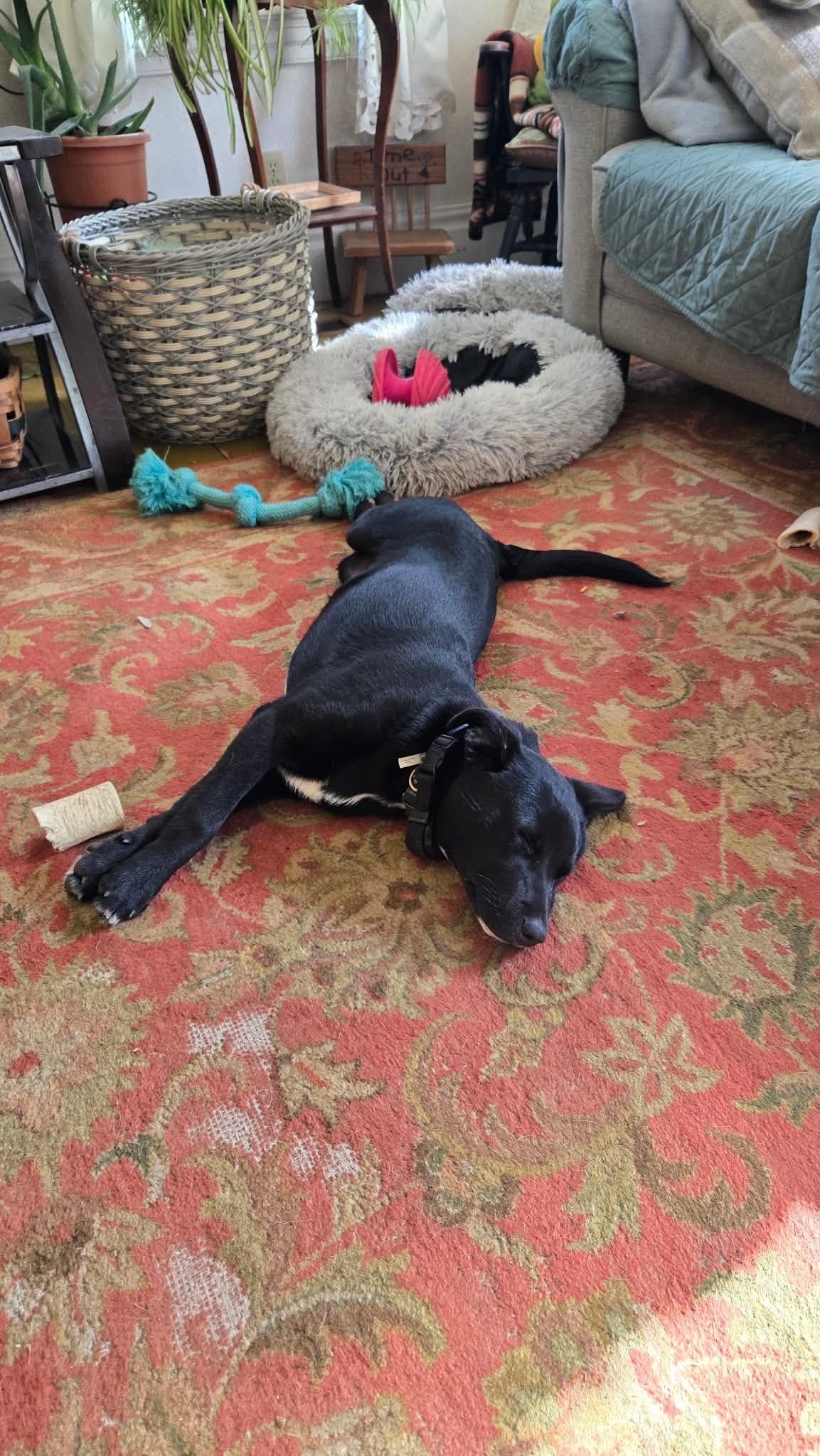 Sleepy, a ADOPTABLE mixed breed in Brunswick, ME image 1/6