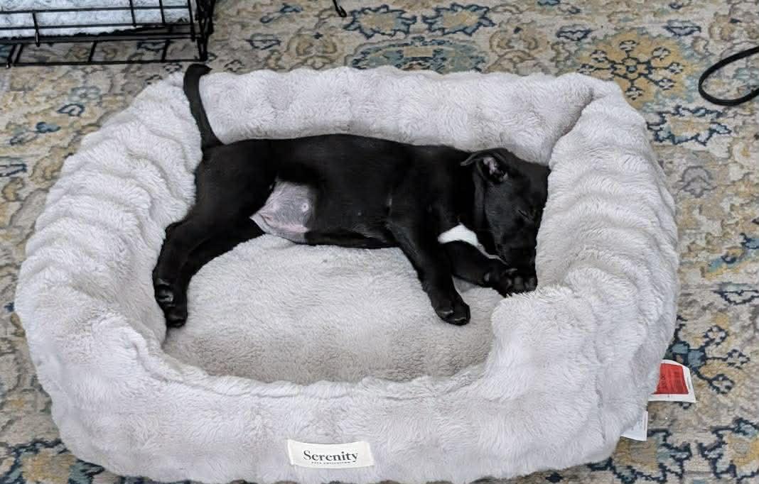 Enlarge Sleepy, a ADOPTABLE mixed breed in Brunswick, ME image 4/6