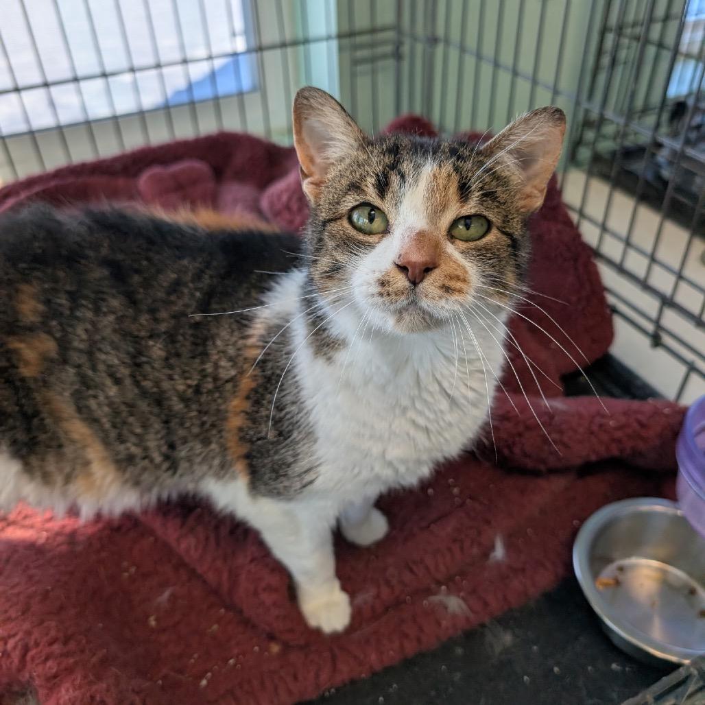 Butterscotch, Adoptable, Senior Female Domestic Medium Hair.