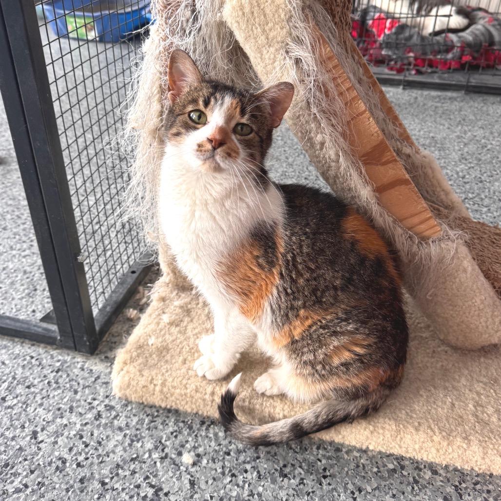Butterscotch, a Adoptable Domestic Medium Hair in Mondovi, WI image 2/4