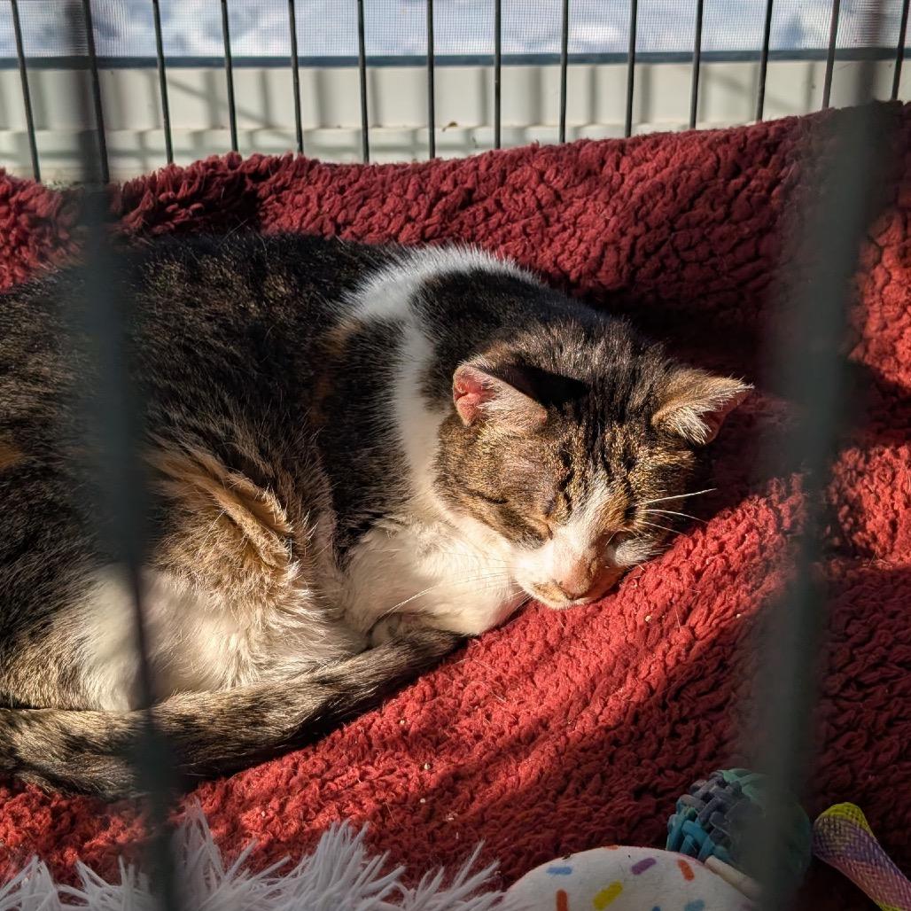 Enlarge Butterscotch, a Adoptable Domestic Medium Hair in Mondovi, WI image 2/2