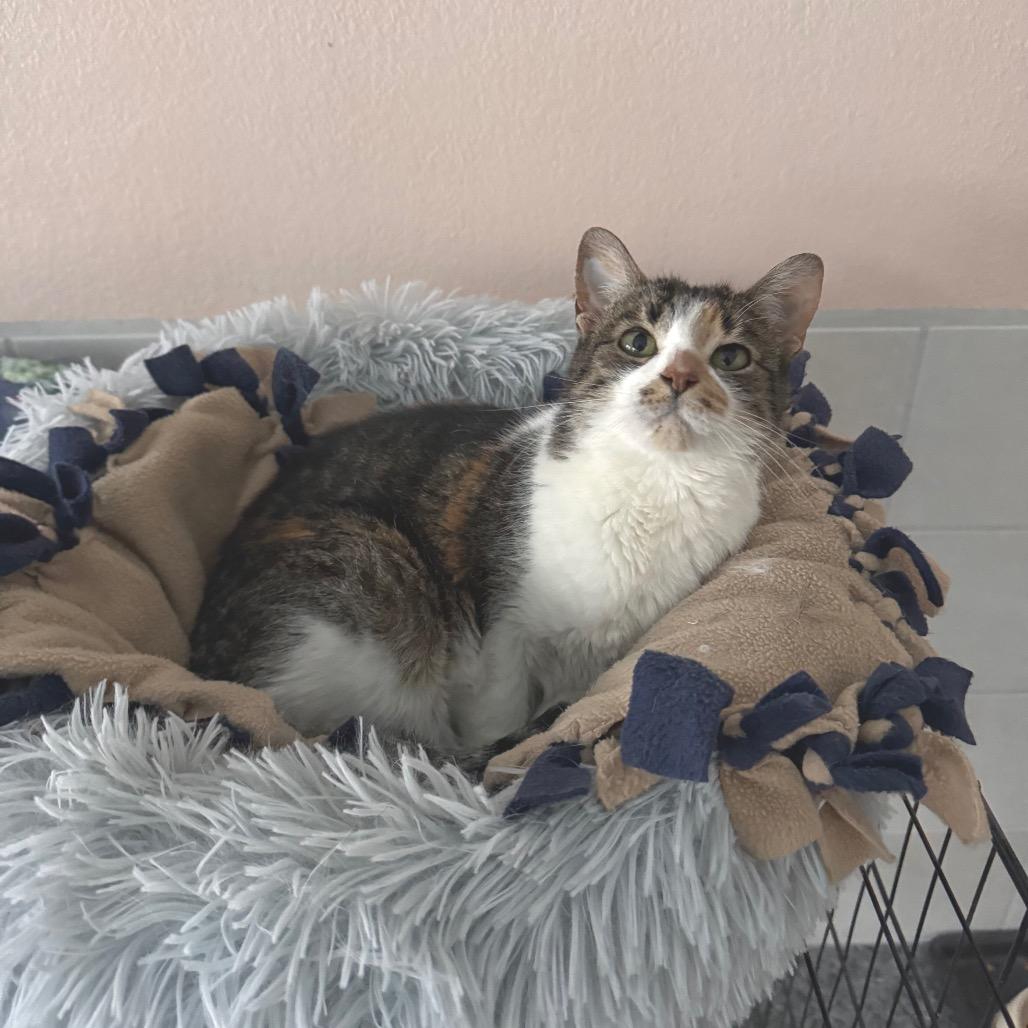 Butterscotch, a Adoptable Domestic Medium Hair in Mondovi, WI image 4/4