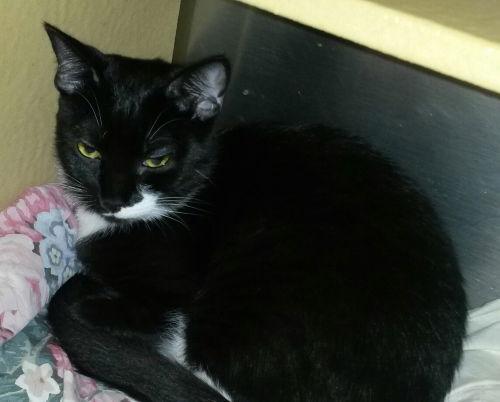 Karina-Petsmart Foster Home, a Adoptable Domestic Short Hair in Oakland Park, FL image 1/5