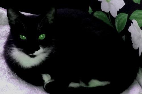 Karina-Petsmart Foster Home, Adoptable, Adult Female Domestic Short Hair.