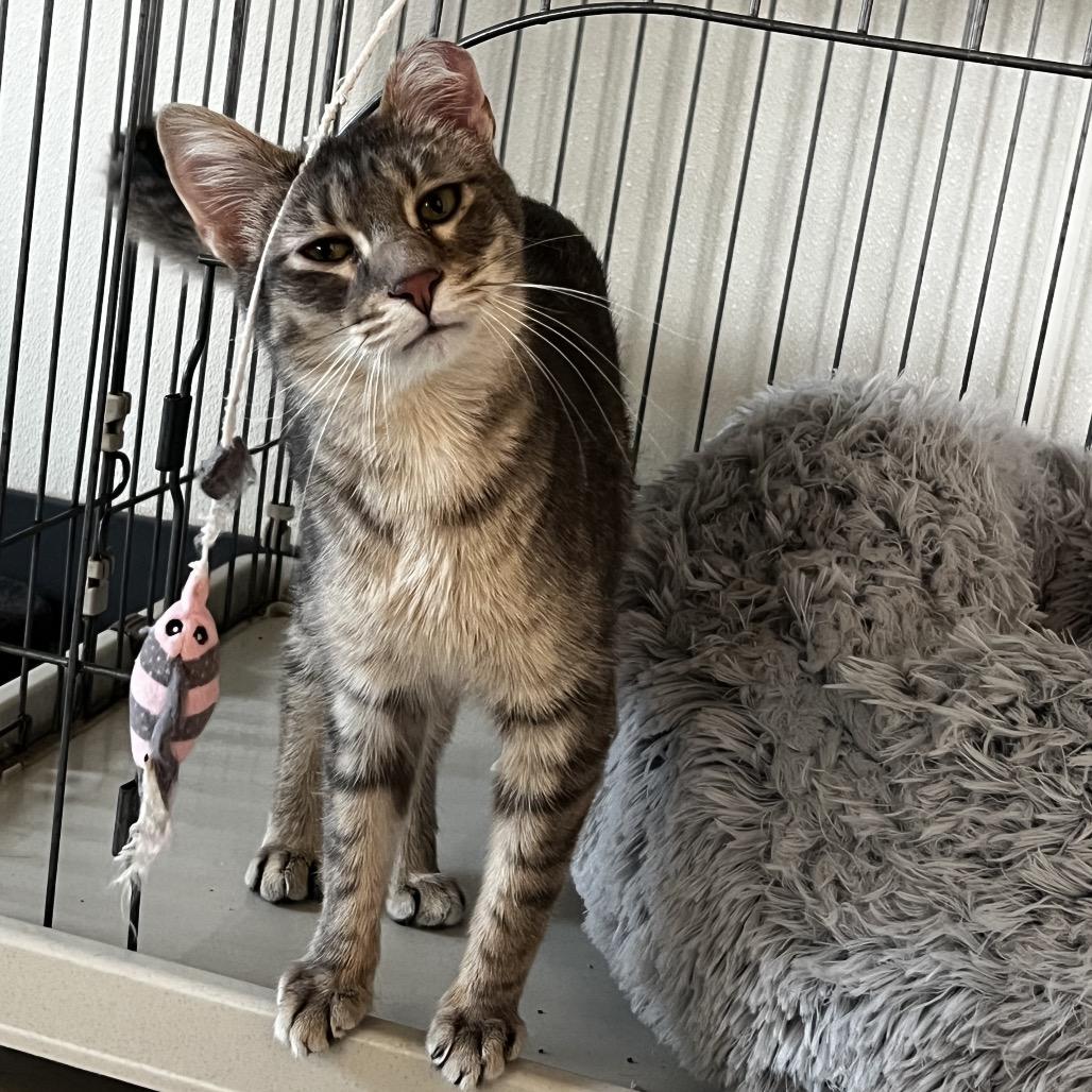 Enlarge Barachiel, a Adoptable mixed breed in Brighton, MO image 1/4