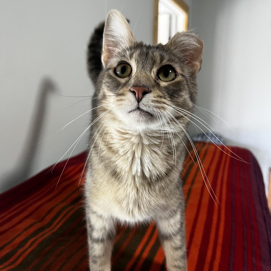 Enlarge Barachiel, a Adoptable mixed breed in Brighton, MO image 2/6