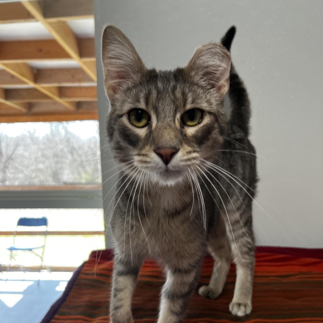 Enlarge Barachiel, a Adoptable mixed breed in Brighton, MO image 3/6