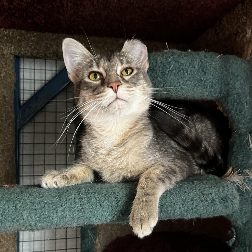 Enlarge Barachiel, a Adoptable mixed breed in Brighton, MO image 3/4