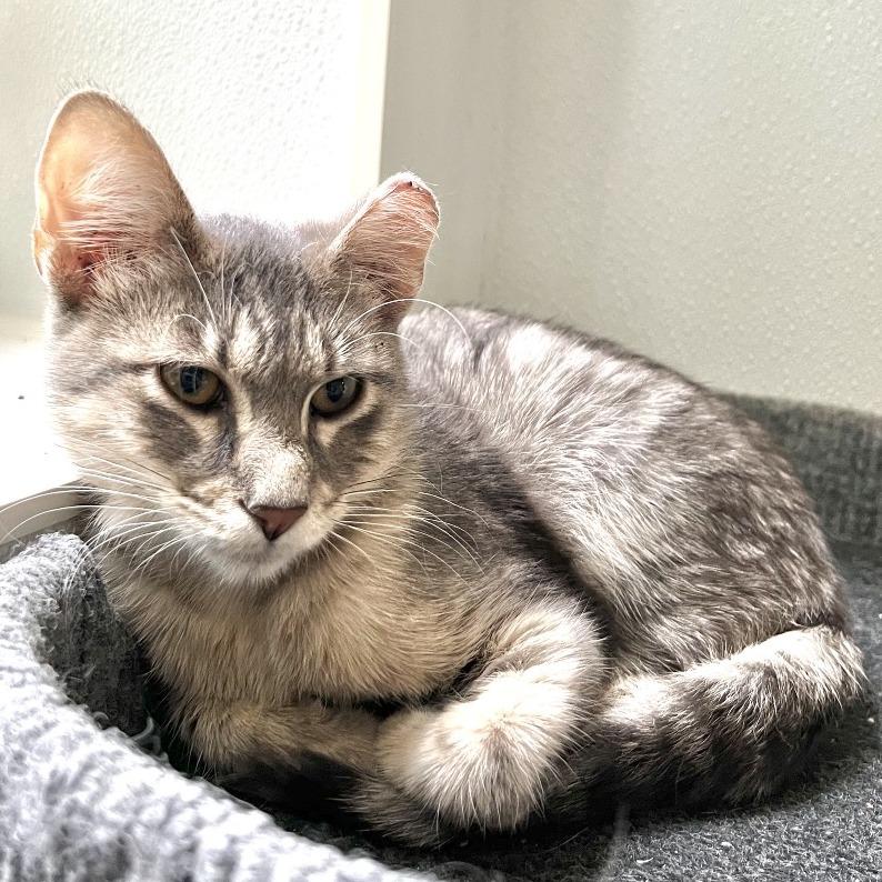 Enlarge Barachiel, a Adoptable mixed breed in Brighton, MO image 4/4