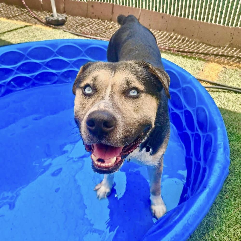 Blue, Adoptable, Adult Male Husky.