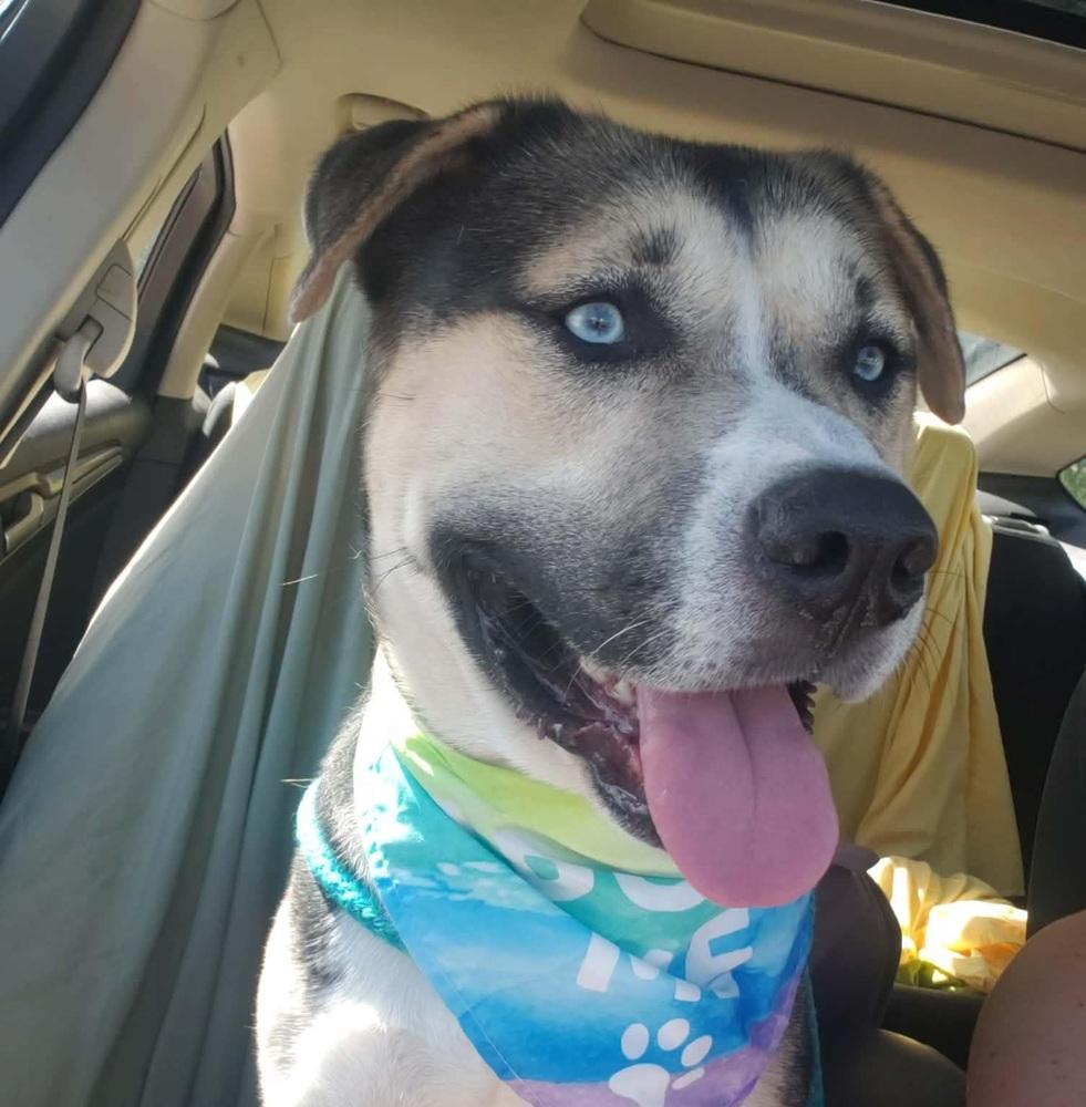 Enlarge Blue, a Adoptable mixed breed in Groveland, MA image 2/6