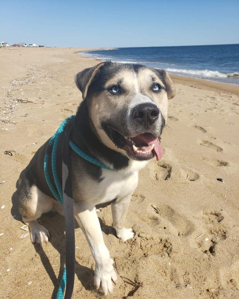 Enlarge Blue, a Adoptable mixed breed in Groveland, MA image 3/6
