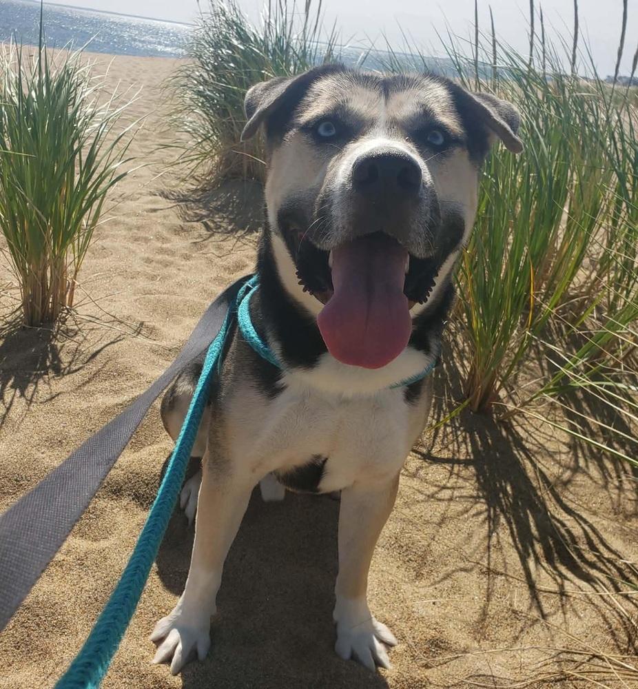Enlarge Blue, a Adoptable mixed breed in Groveland, MA image 4/6