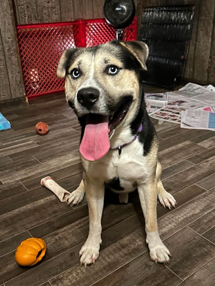 Enlarge Blue, a Adoptable mixed breed in Groveland, MA image 5/6