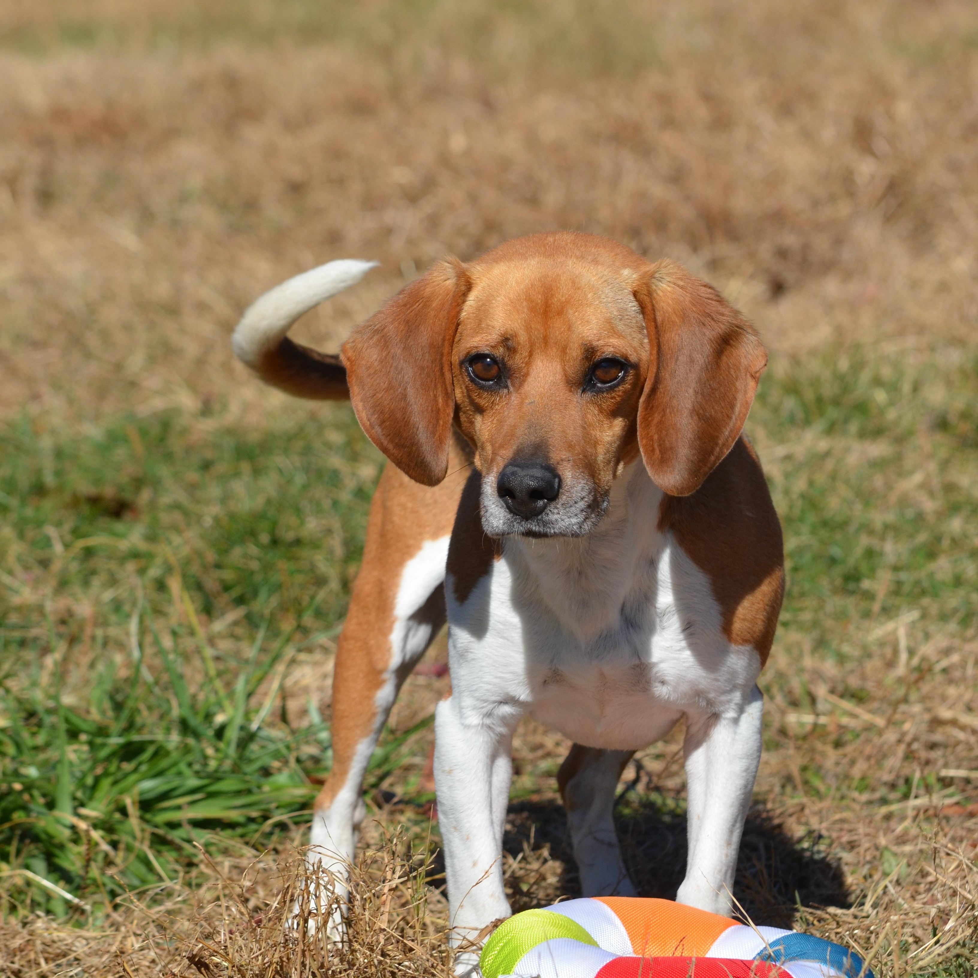 Enlarge Royal, an adopted Beagle in Amissville, VA image 1/5