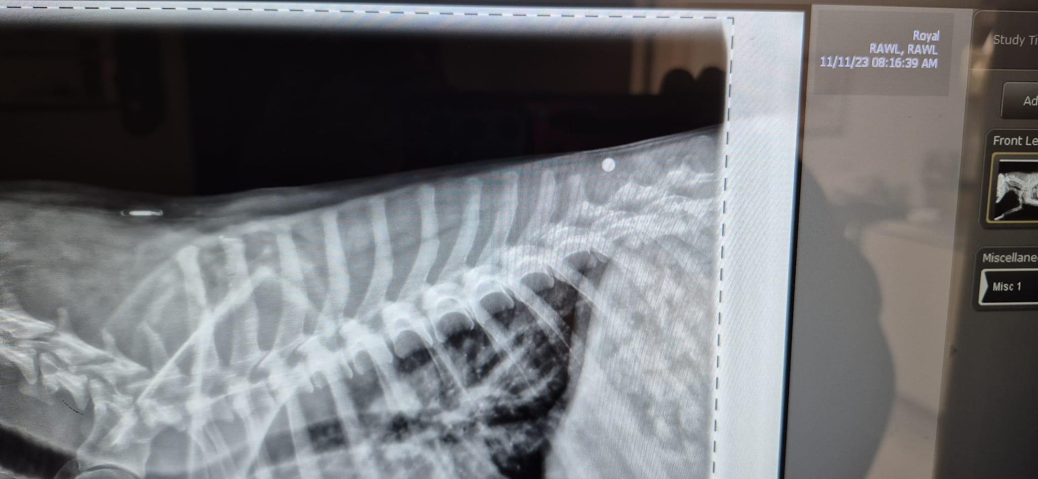 Enlarge Royal, an adopted Beagle in Amissville, VA image 2/5