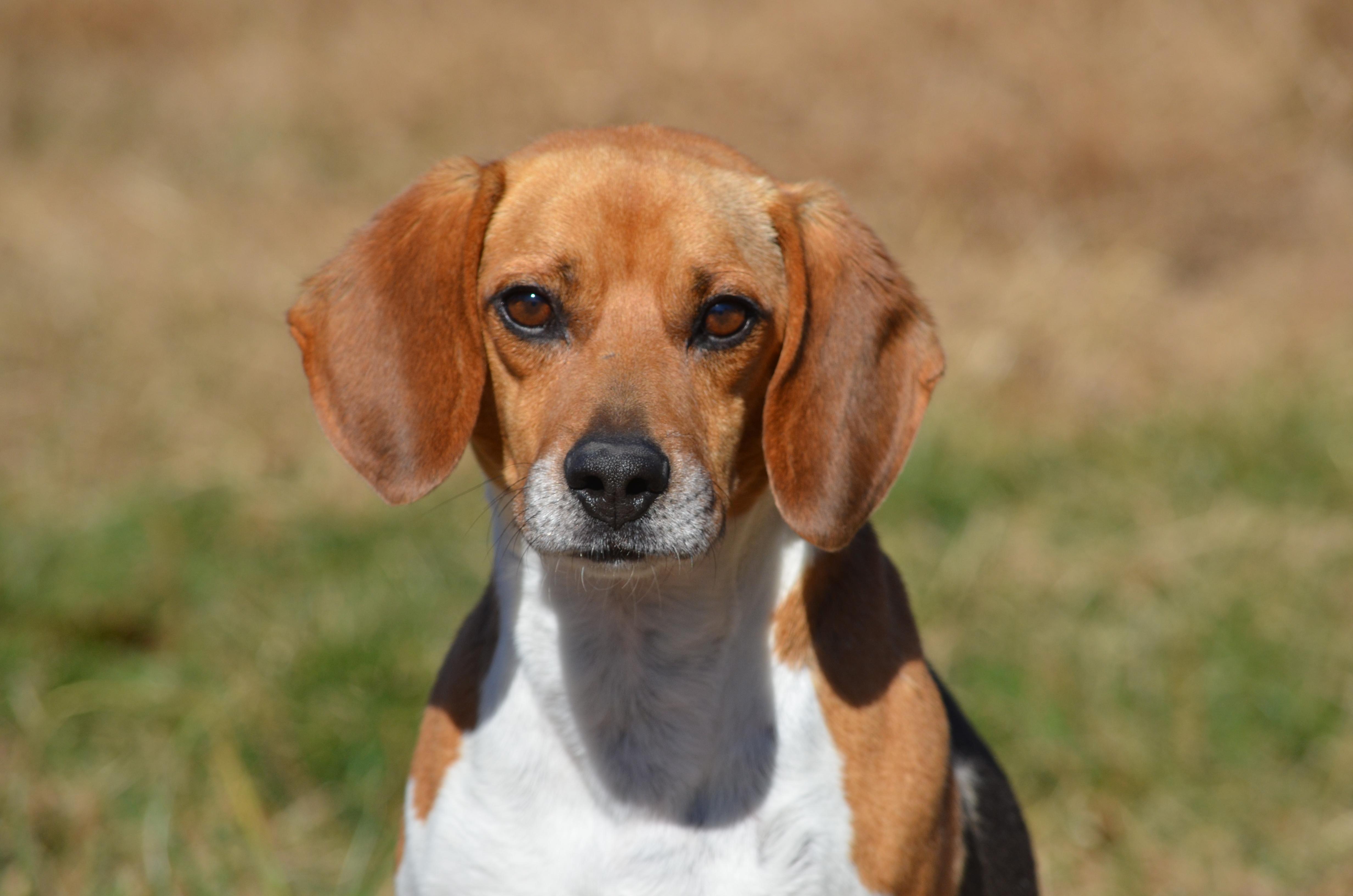 Enlarge Royal, an adopted Beagle in Amissville, VA image 3/5