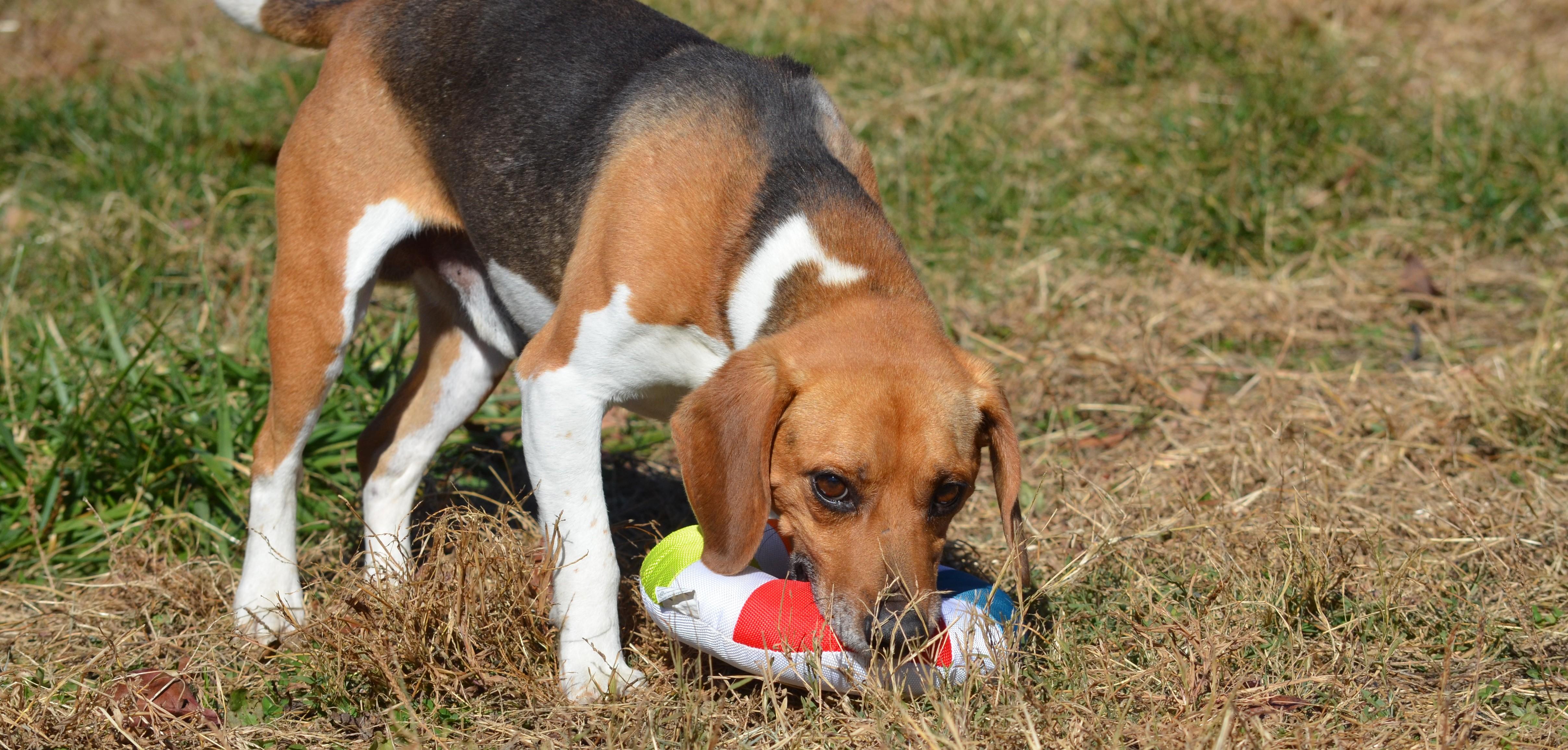 Enlarge Royal, an adopted Beagle in Amissville, VA image 4/5
