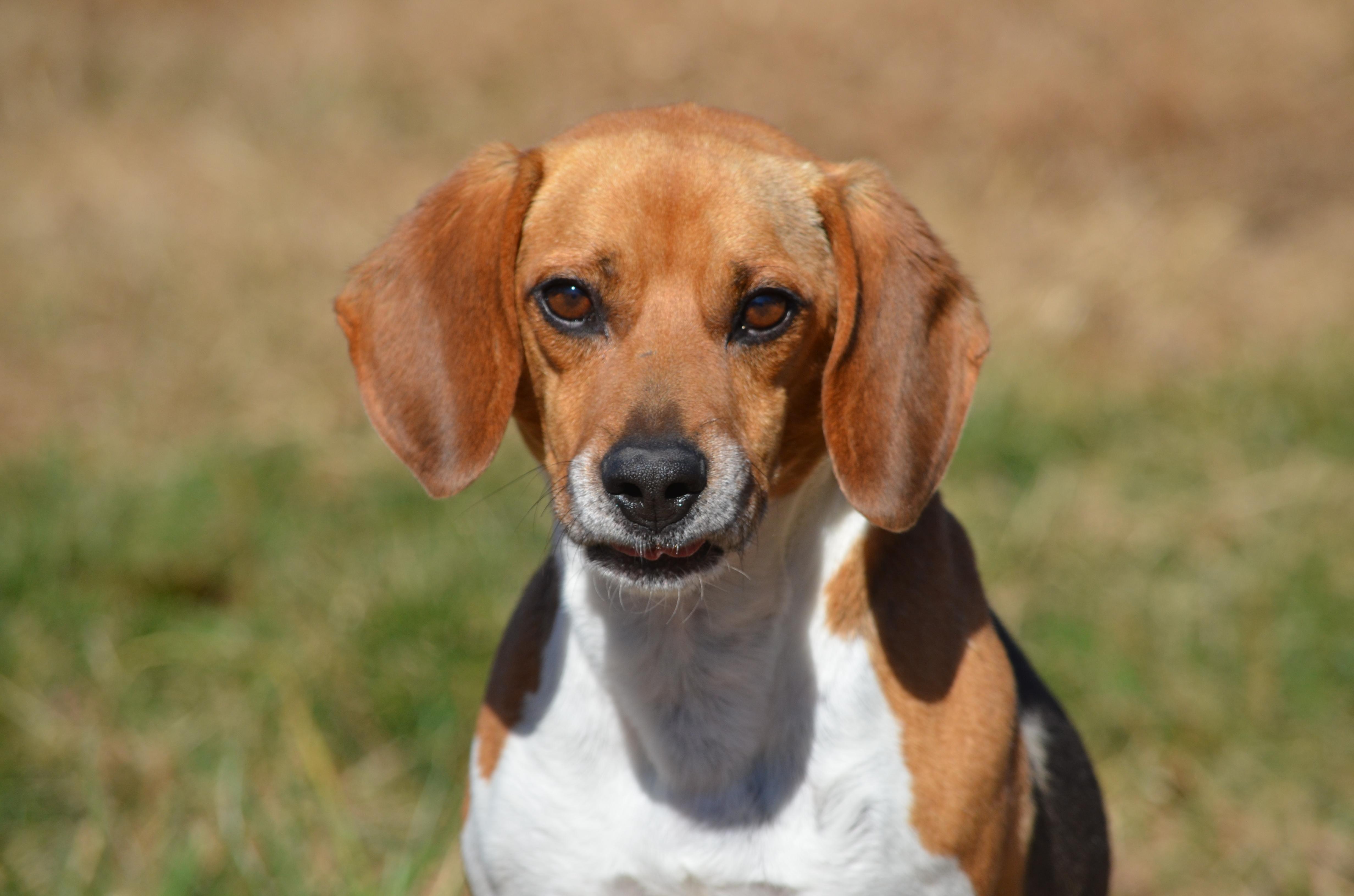 Enlarge Royal, an adopted Beagle in Amissville, VA image 5/5