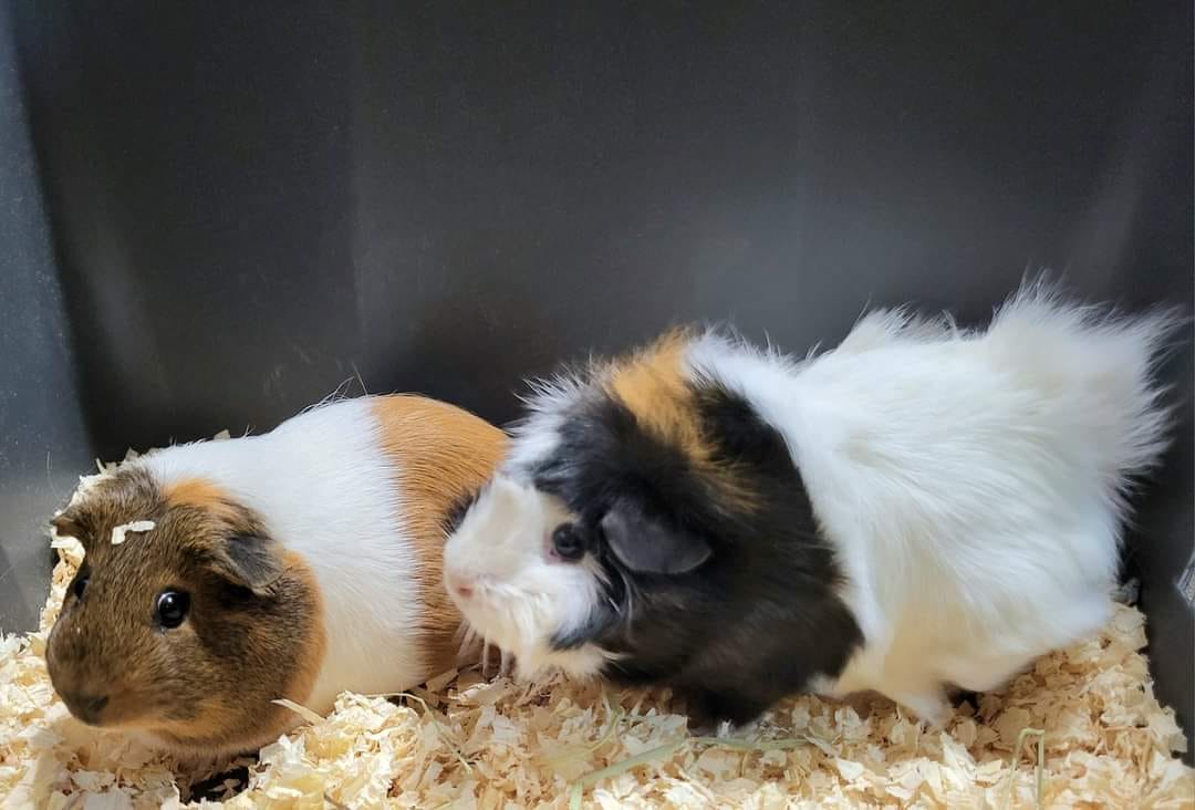 Enlarge Ethel, a Adopted Guinea Pig in Walker, LA image 1/1