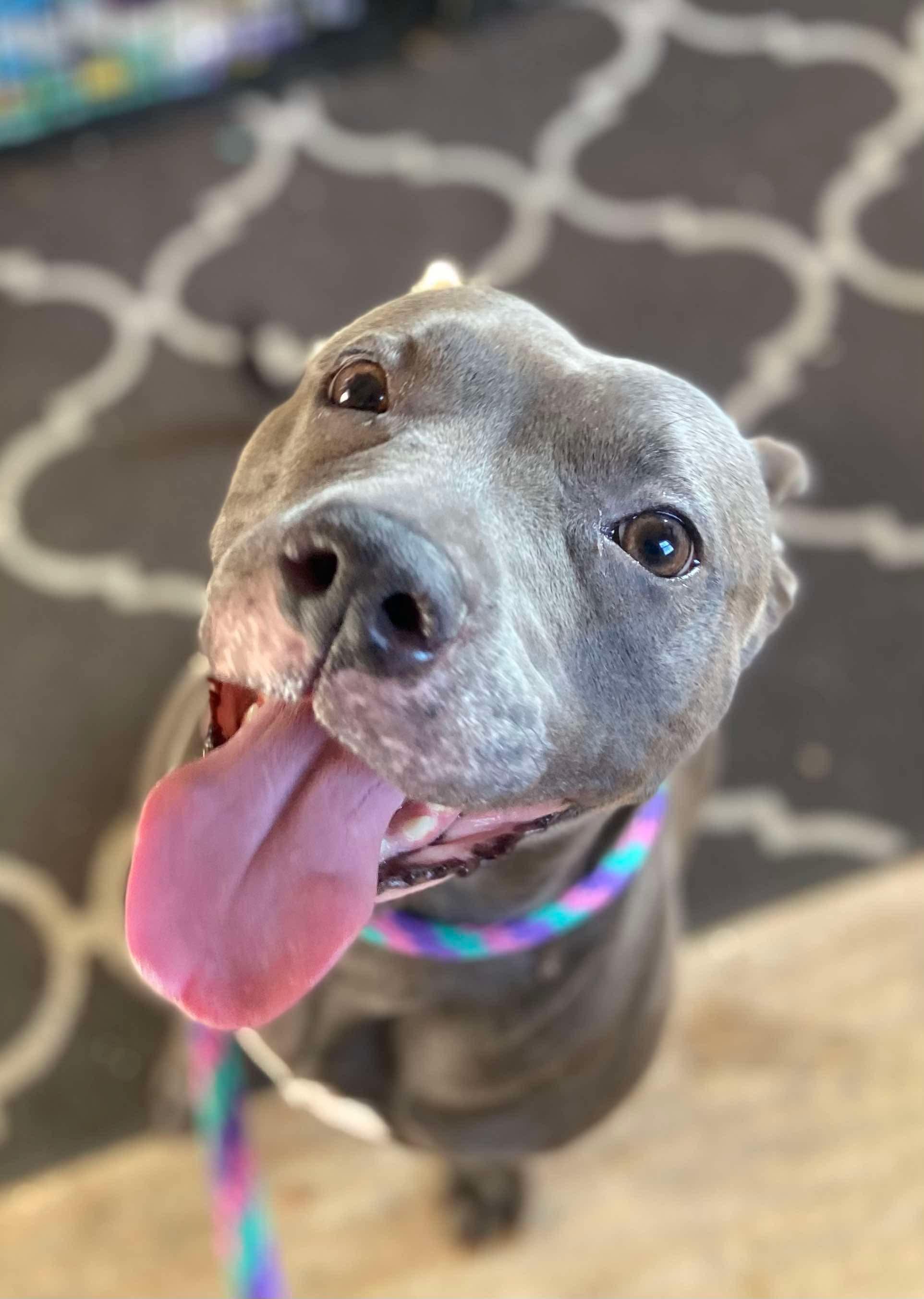 Enlarge Genevieve, a Adoptable mixed breed in Mechanicsburg, PA image 4/5