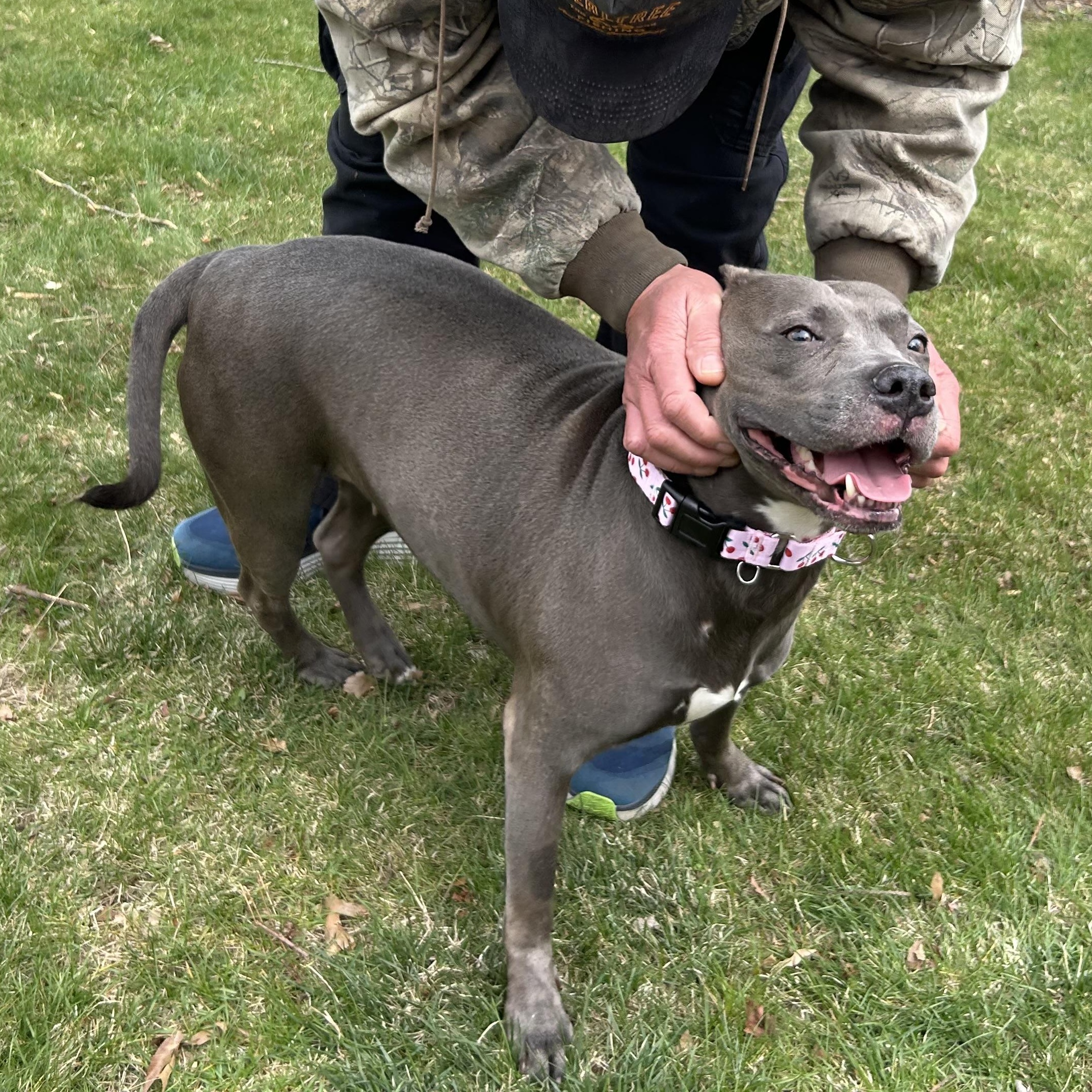 Enlarge Genevieve, a Adoptable mixed breed in Mechanicsburg, PA image 2/5