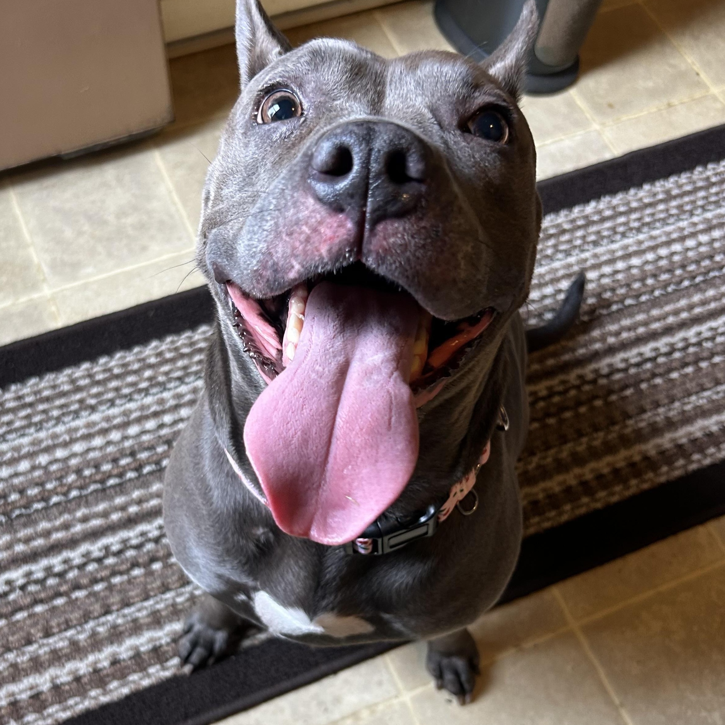 Enlarge Genevieve, a Adoptable mixed breed in Mechanicsburg, PA image 1/5