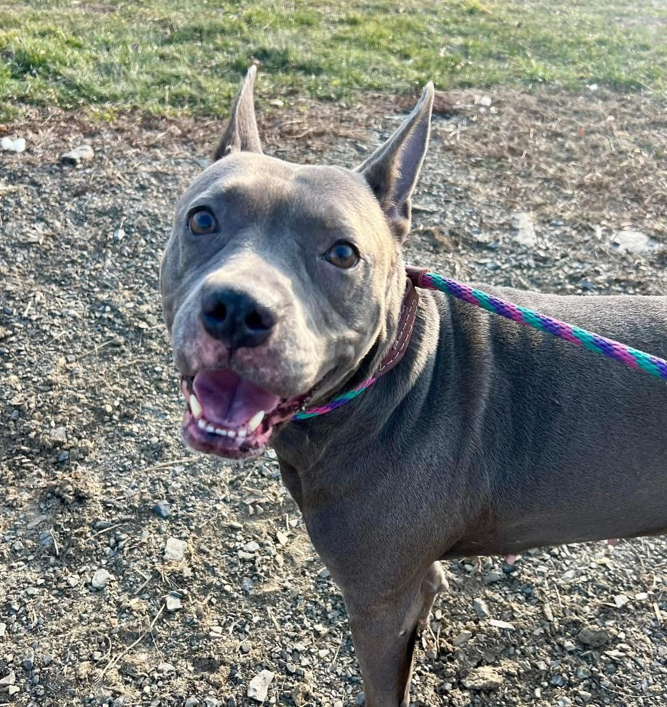 Enlarge Genevieve, a Adoptable mixed breed in Mechanicsburg, PA image 5/5