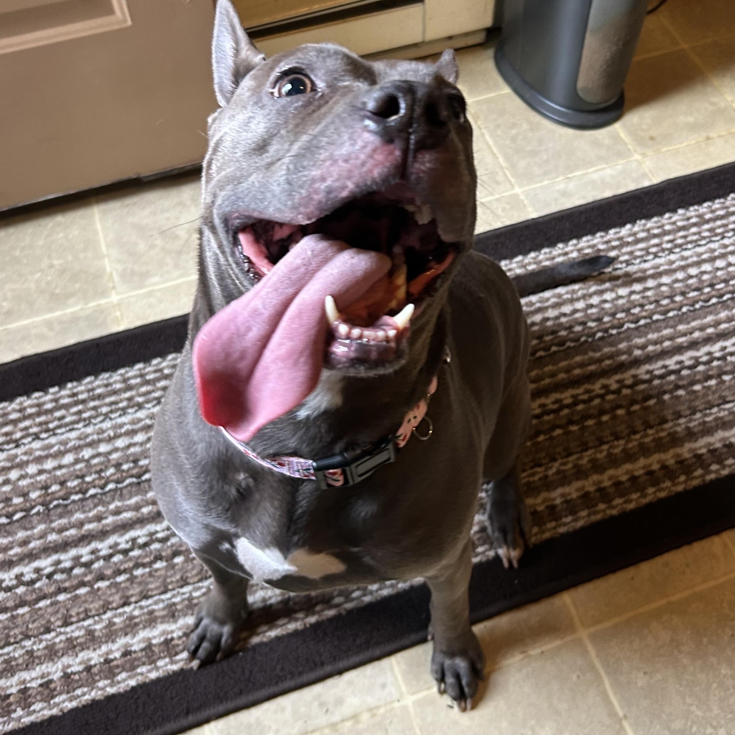 Enlarge Genevieve, a Adoptable mixed breed in Mechanicsburg, PA image 3/5