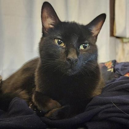Enlarge Ero Michelle 2yr+, a Adoptable Domestic Short Hair in Fort Worth, TX image 1/3