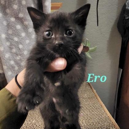 Ero Michelle 2yr+, Adoptable, Adult Female Domestic Short Hair.