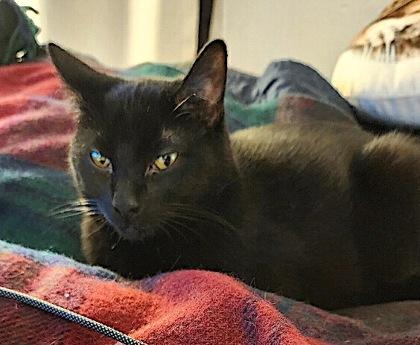Enlarge Ero Michelle 2yr+, a Adoptable Domestic Short Hair in Fort Worth, TX image 3/3