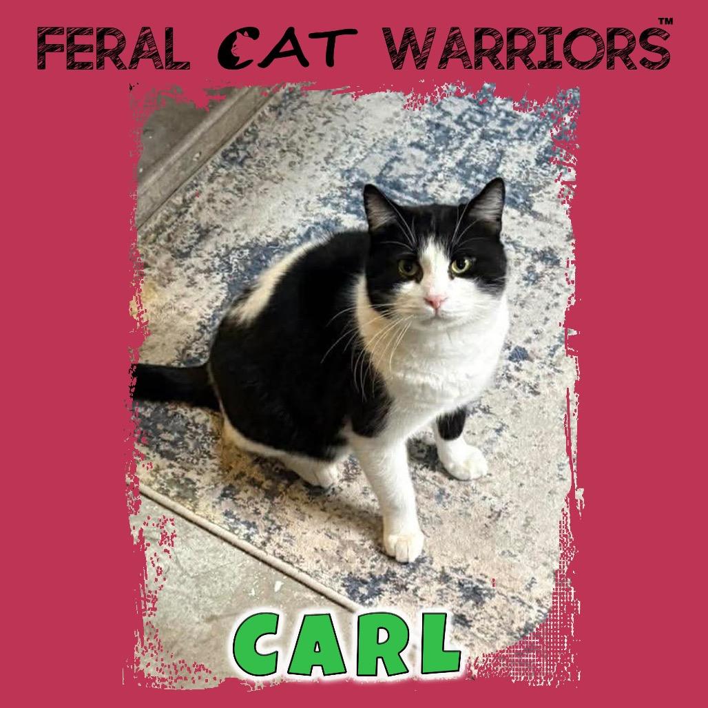Carl, Adoptable, Adult Male Domestic Short Hair.