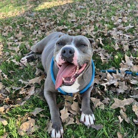 Enlarge STAR, a Adoptable Pit Bull Terrier in Houston, TX image 4/6