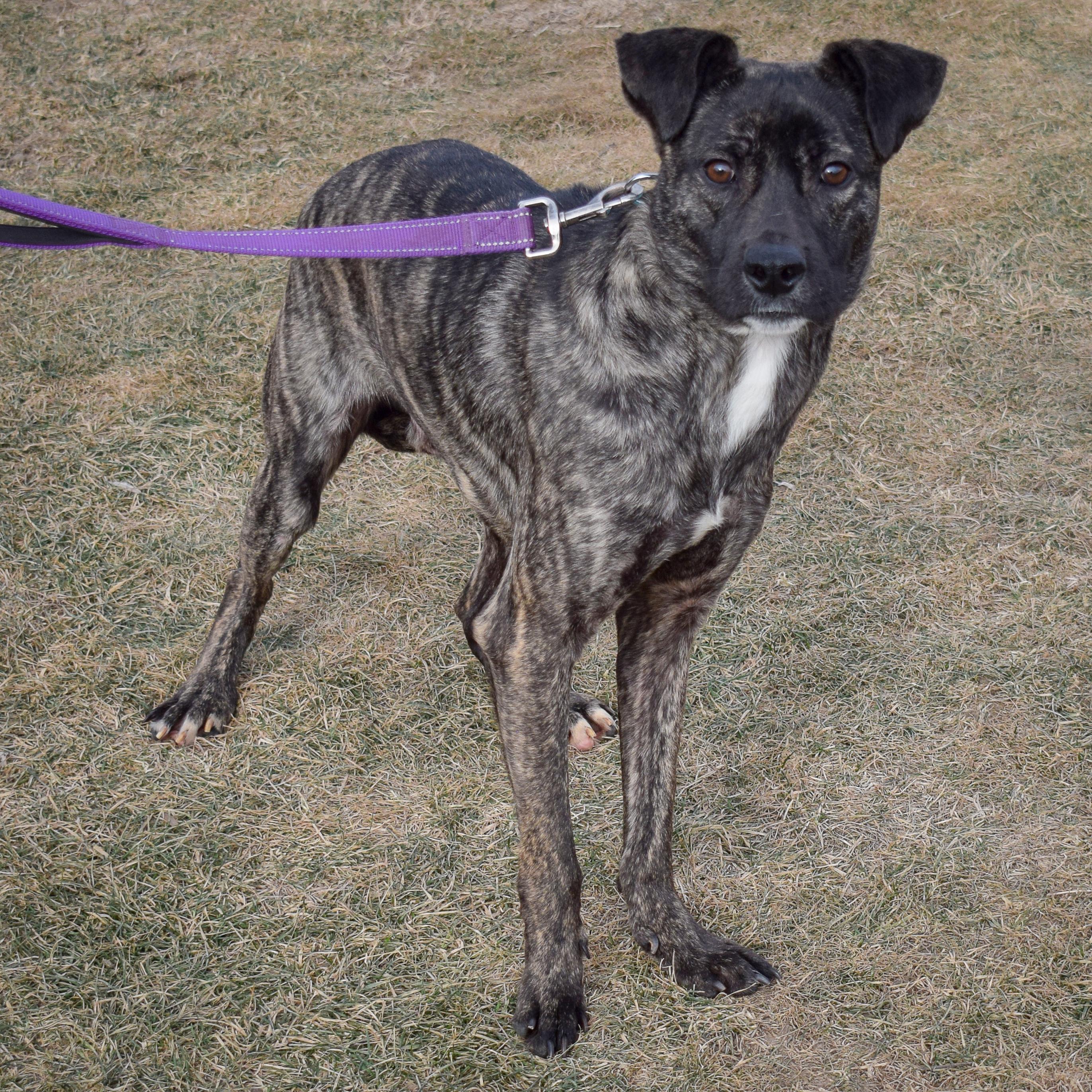 Enlarge Mateo, a Adoptable mixed breed in Huntley, IL image 3/4